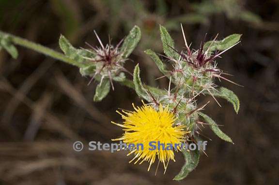 centaurea melitensis 2 graphic